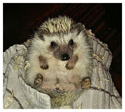 hedgehog